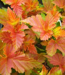 Amber Jubilee_2