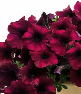 Easy Wave Burgundy Velour