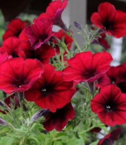 Easy Wave Red Velour