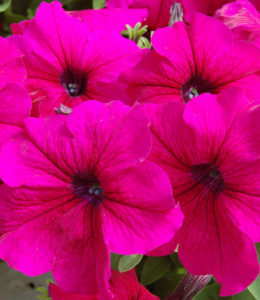 Falcon Deep Rose