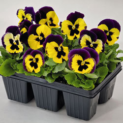 Inspire Plus Yellow Purple Wing