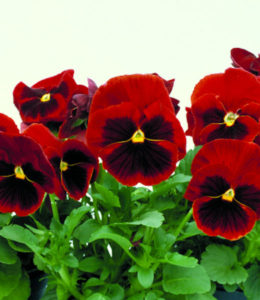 Power Red with Blotch