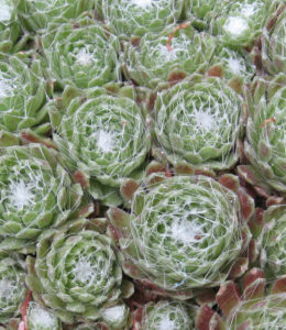 Молодило Sirius Spide