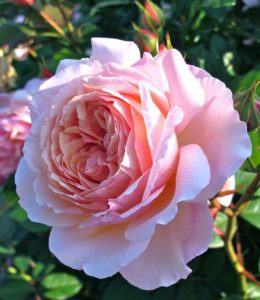 A Shropshire Lad_2