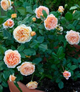 Crown Princess Margareta_2
