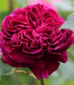 FALSTAFF_2