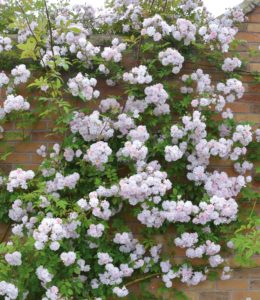 Paul’s Himalayan Musk