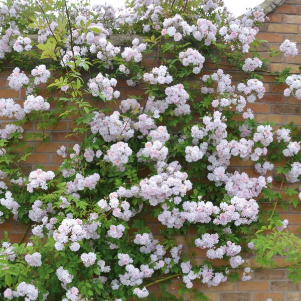 Paul’s Himalayan Musk Paul’s Himalayan Musk