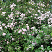 Paul’s Himalayan Musk_2 Paul’s Himalayan Musk_2