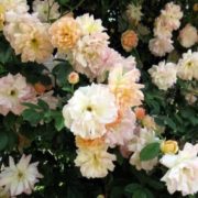 Phyllis Bide_2