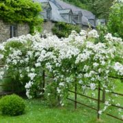 Rambling Rector
