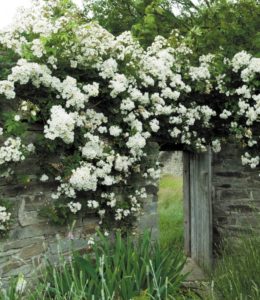 Rambling_Rector_2