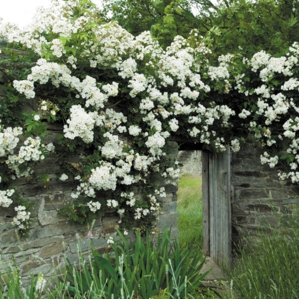 Rambling_Rector_2