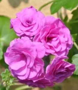 blue sybil