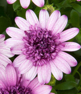 3D Dark Violet White