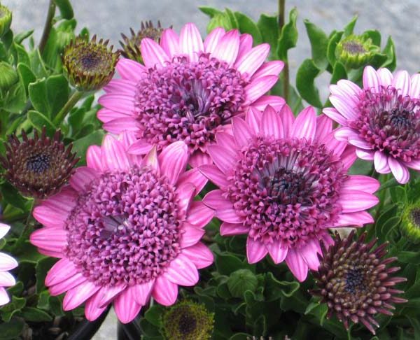 3D Pink
