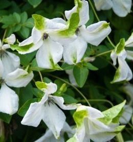 Alba Luxurians_2