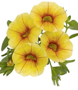 Aloha Classic Gold