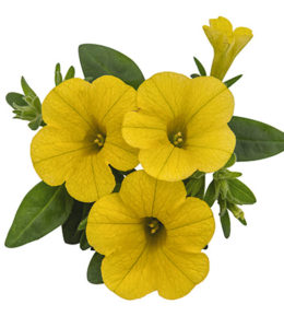 Aloha Classic Goldrush