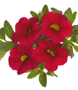 Aloha Classic Red