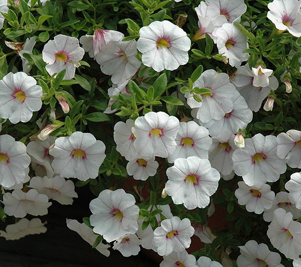 Aloha Classic Royal White