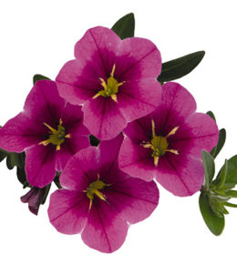 Aloha Classic Tiki Hot Pink