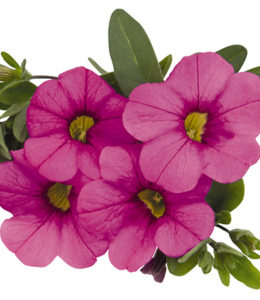Aloha Kona Pink