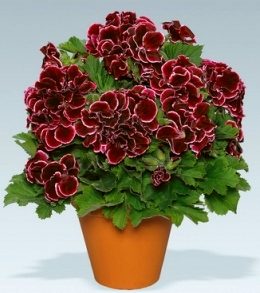 Aristo Red Beauty