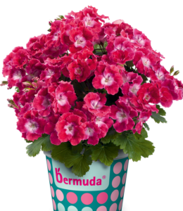 Bermuda Cherry