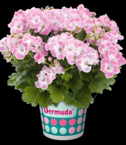 Bermuda Soft Pink