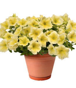 Bingo Yellow Impr