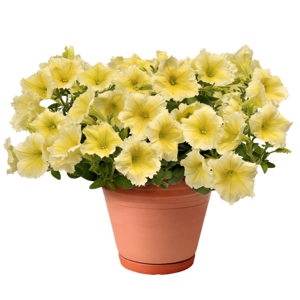 Bingo Yellow Impr