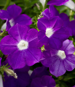 Blanket Violet Blue