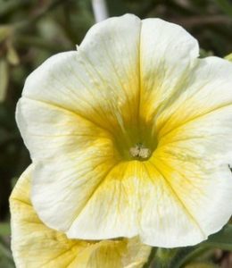 Bonnie Lemon Yellow