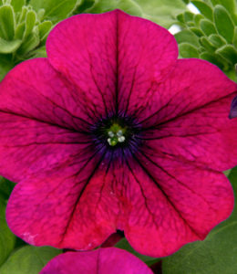 Bonnie Magenta