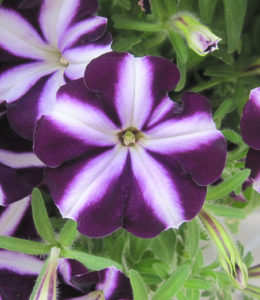 Bonnie Purple Star