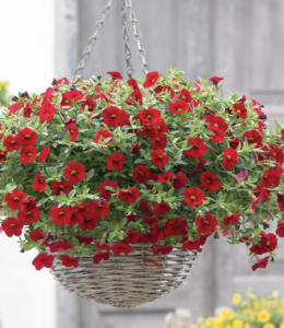 Cabaret Bright Red