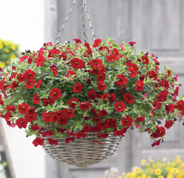 Cabaret Bright Red