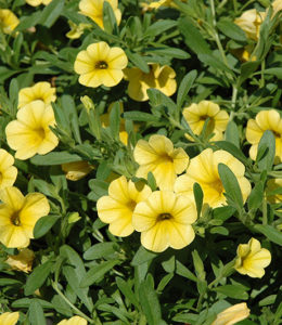 Cabaret Pure Yellow