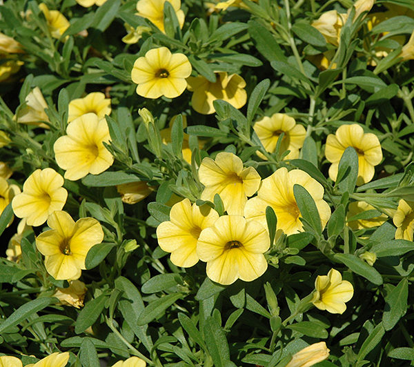 Cabaret Pure Yellow