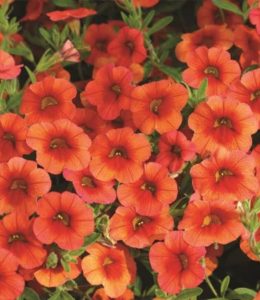 Calita Compact Orange Red Eye