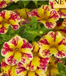 Calita Compact Vanilla Rose Star