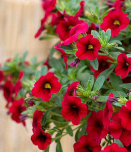 Calita Deep Red