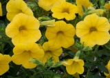 Calita Deep Yellow