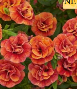 Calita Double Orange