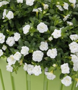 Calita Double White