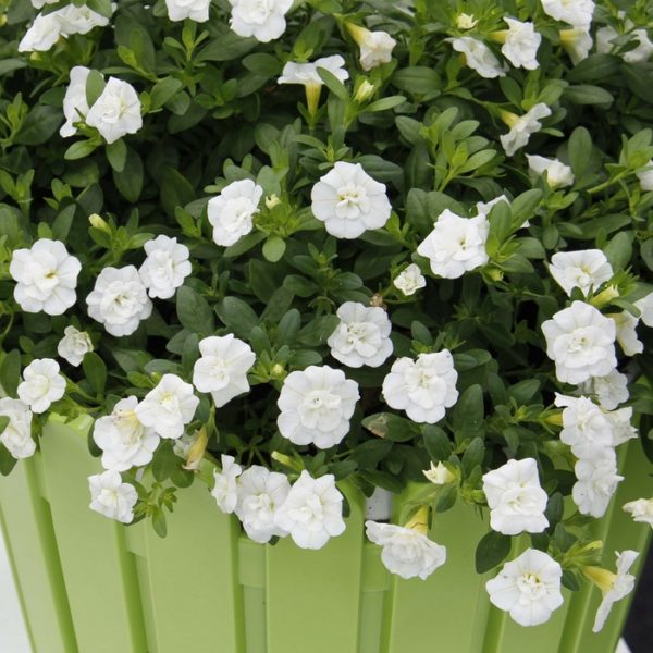 Calita Double White