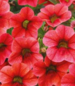 Calita Scarlet