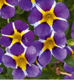 Calita Special Blue Star