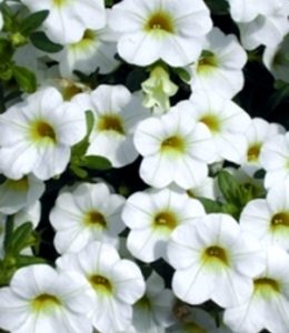 Calita White